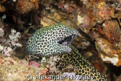 Black-spotted moray. Lima rock, Musandam, Gulf of oman, N... by Alexander Nikolaev 